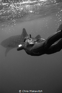 Divers with whale shark by Chris Miskavitch 